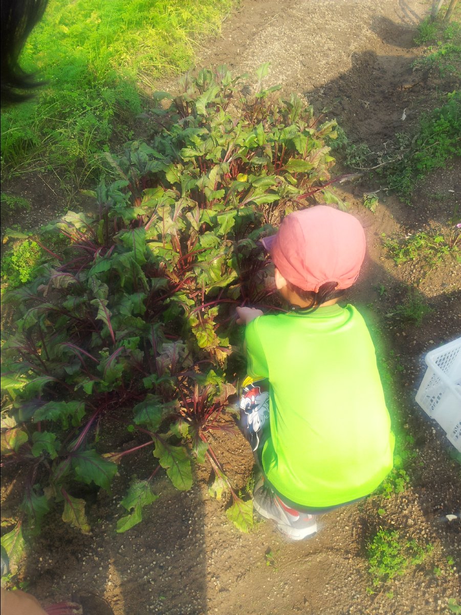 20120422Organic Farm16